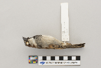 Passer domesticus image