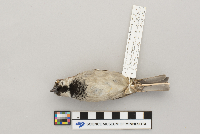 Passer domesticus image