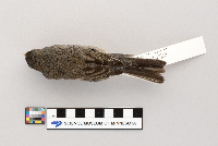 Junco hyemalis image