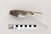 Junco hyemalis image