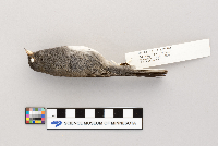 Junco hyemalis image