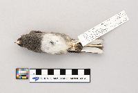 Junco hyemalis image