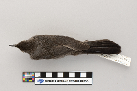 Dumetella carolinensis image