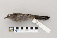 Dumetella carolinensis image