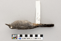 Dumetella carolinensis image