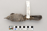 Dumetella carolinensis image