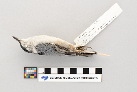 Sitta carolinensis image