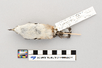 Sitta carolinensis image