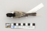 Poecile atricapillus image