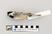Poecile atricapillus image