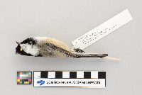 Poecile atricapillus image