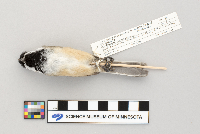 Poecile atricapillus image