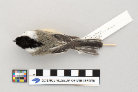 Poecile atricapillus image