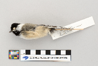 Poecile atricapillus image