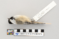 Poecile atricapillus image