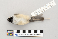 Poecile atricapillus image