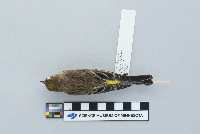 Dendroica coronata image