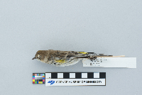 Dendroica coronata image