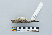 Dendroica coronata image