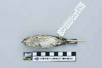 Dendroica coronata image