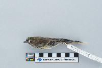 Dendroica coronata image