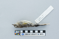 Dendroica coronata image