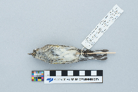 Dendroica coronata image