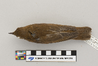 Catharus fuscescens image