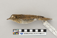 Catharus fuscescens image