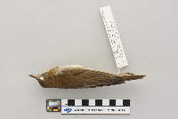 Catharus fuscescens image