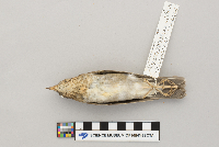 Catharus fuscescens image