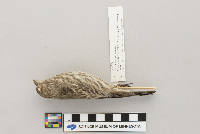 Carpodacus mexicanus image