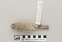 Carpodacus mexicanus image