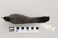 Dumetella carolinensis image