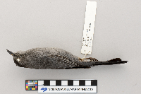 Dumetella carolinensis image