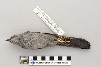 Dumetella carolinensis image