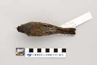 Junco hyemalis image