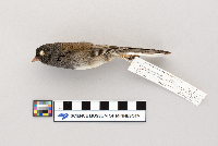 Junco hyemalis image