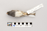Junco hyemalis image