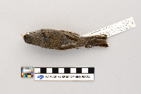 Junco hyemalis image
