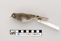 Junco hyemalis image