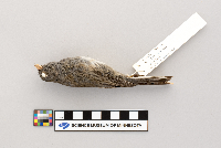 Junco hyemalis image