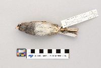Junco hyemalis image