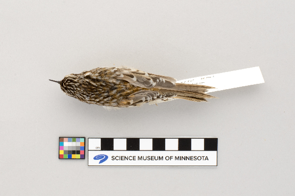 Certhia americana image