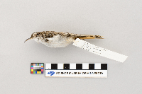 Certhia americana image