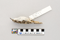 Certhia americana image