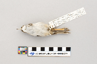 Certhia americana image