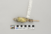 Vermivora celata image