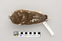 Aegolius acadicus image