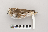 Aegolius acadicus image